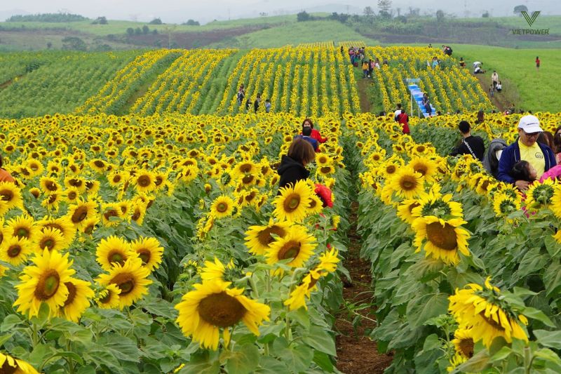 Cánh đồng hoa hướng dương Nghĩa Đàn là địa điểm tham quan nổi tiếng ở Nghệ An