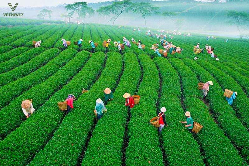 Đồi chè Cầu Đất tạo bối cảnh tuyệt vời cho các trò chơi và workshop sáng tạo